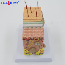 Load image into Gallery viewer, Human Skin Structure model 35 times enlarged plastic Hair Layer Structure Anatomical Model Medical Teaching Tool with Manual

