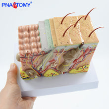 Load image into Gallery viewer, Human Skin Structure model 35 times enlarged plastic Hair Layer Structure Anatomical Model Medical Teaching Tool with Manual
