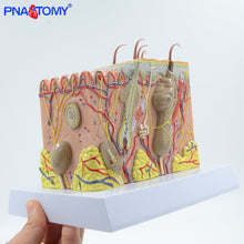 Load image into Gallery viewer, Human Skin Structure model 35 times enlarged plastic Hair Layer Structure Anatomical Model Medical Teaching Tool with Manual
