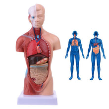 Load image into Gallery viewer, Human Torso Body Model Anatomy Anatomical Medical Internal Organs For Teaching
