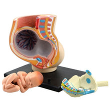 Load image into Gallery viewer, Human Women Pregnant Pelvis Section Model Sets with Baby Fetus Assembled maternal fetal tissue from the uterus model Science Toy
