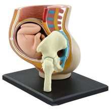 Load image into Gallery viewer, Human Women Pregnant Pelvis Section Model Sets with Baby Fetus Assembled maternal fetal tissue from the uterus model Science Toy
