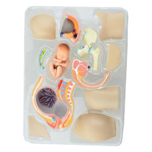 Load image into Gallery viewer, Human Women Pregnant Pelvis Section Model Sets with Baby Fetus Assembled maternal fetal tissue from the uterus model Science Toy

