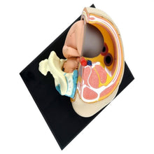 Load image into Gallery viewer, Human Women Pregnant Pelvis Section Model Sets with Baby Fetus Assembled maternal fetal tissue from the uterus model Science Toy
