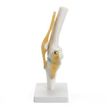 Load image into Gallery viewer, Human anatomy skeleton Life Size Knee Joint Anatomical Model Heart skull brain skull mod el in trauma nursing manikin train
