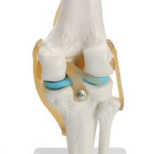 Load image into Gallery viewer, Human anatomy skeleton Life Size Knee Joint Anatomical Model Heart skull brain skull mod el in trauma nursing manikin train

