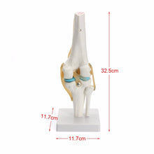 Load image into Gallery viewer, Human anatomy skeleton Life Size Knee Joint Anatomical Model Heart skull brain skull mod el in trauma nursing manikin train
