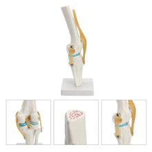 Load image into Gallery viewer, Human anatomy skeleton Life Size Knee Joint Anatomical Model Heart skull brain skull mod el in trauma nursing manikin train
