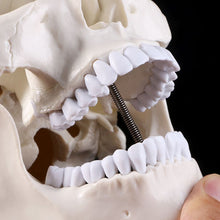 Load image into Gallery viewer, Human Anatomical Anatomy Head Skeleton Skull Teaching Model School Supplies Study Tool
