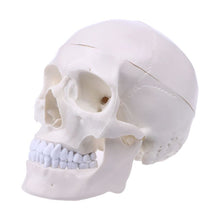 Load image into Gallery viewer, Human Anatomical Anatomy Head Skeleton Skull Teaching Model School Supplies Study Tool
