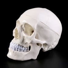 Load image into Gallery viewer, Human Anatomical Anatomy Head Skeleton Skull Teaching Model School Supplies Study Tool
