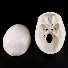 Load image into Gallery viewer, Human Anatomical Anatomy Head Skeleton Skull Teaching Model School Supplies Study Tool
