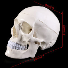 Load image into Gallery viewer, Human Anatomical Anatomy Head Skeleton Skull Teaching Model School Supplies Study Tool
