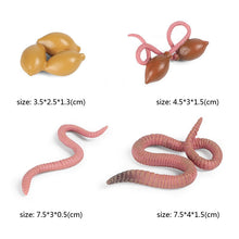 Load image into Gallery viewer, Kids Cognitive Educational Toys Simulation Animal Insect Model Mini Animal Butterfly Growth Cycle Ornaments
