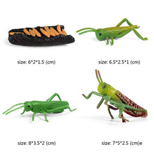 Load image into Gallery viewer, Kids Cognitive Educational Toys Simulation Animal Insect Model Mini Animal Butterfly Growth Cycle Ornaments
