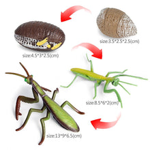 Load image into Gallery viewer, Kids Cognitive Educational Toys Simulation Animal Insect Model Mini Animal Butterfly Growth Cycle Ornaments
