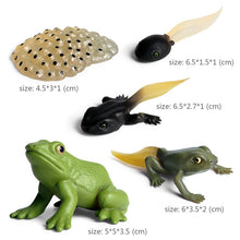 Load image into Gallery viewer, Kids Cognitive Educational Toys Simulation Animal Insect Model Mini Animal Butterfly Growth Cycle Ornaments
