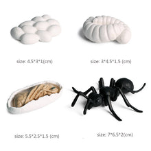 Load image into Gallery viewer, Kids Cognitive Educational Toys Simulation Animal Insect Model Mini Animal Butterfly Growth Cycle Ornaments
