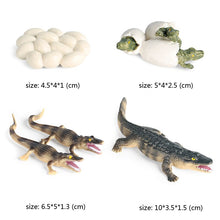 Load image into Gallery viewer, Kids Cognitive Educational Toys Simulation Animal Insect Model Mini Animal Butterfly Growth Cycle Ornaments
