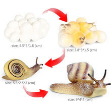Load image into Gallery viewer, Kids Cognitive Educational Toys Simulation Animal Insect Model Mini Animal Butterfly Growth Cycle Ornaments
