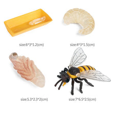 Load image into Gallery viewer, Kids Cognitive Educational Toys Simulation Animal Insect Model Mini Animal Butterfly Growth Cycle Ornaments
