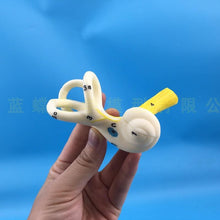 Load image into Gallery viewer, Labyrinthine Model of Inner Ear Medical Model of Human Ear Anatomy Semicircular canal Cochlea  anatomical model
