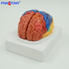 Load image into Gallery viewer, Life Size Brain Model Cerebellum Brain Stem Anatomy Functional Area Models Human Anatomical Models for Medical School Teaching
