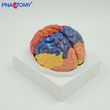 Load image into Gallery viewer, Life Size Brain Model Cerebellum Brain Stem Anatomy Functional Area Models Human Anatomical Models for Medical School Teaching

