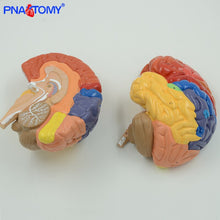 Load image into Gallery viewer, Life Size Brain Model Cerebellum Brain Stem Anatomy Functional Area Models Human Anatomical Models for Medical School Teaching
