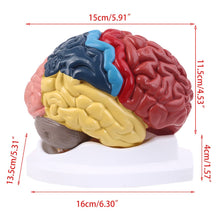 Load image into Gallery viewer, Life Size Human Brain Functional Area Model Anatomy for Science Classroom Study Display Teaching Sculptures School
