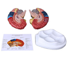 Load image into Gallery viewer, Life Size Human Brain Functional Area Model Anatomy for Science Classroom Study Display Teaching Sculptures School
