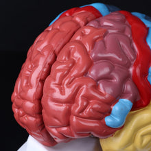 Load image into Gallery viewer, Life Size Human Brain Functional Area Model Anatomy for Science Classroom Study Display Teaching Sculptures School
