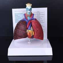 Load image into Gallery viewer, Life Size Human Lung Model Anatomical Respiratory System Anatomy For School Science Resources Study Display Teaching Tool
