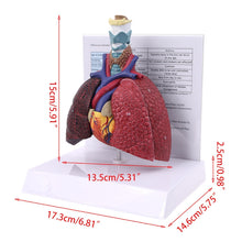 Load image into Gallery viewer, Life Size Human Lung Model Anatomical Respiratory System Anatomy For School Science Resources Study Display Teaching Tool
