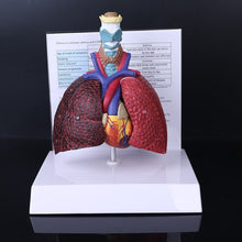 Load image into Gallery viewer, Life Size Human Lung Model Anatomical Respiratory System Anatomy for School Science Resources Study Display Teaching Tool
