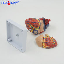 Load image into Gallery viewer, Life size human heart model anatomical organ teaching model medical science teaching resources heart vase anatomical
