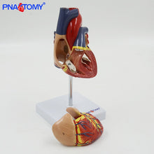 Load image into Gallery viewer, Life size human heart model anatomical organ teaching model medical science teaching resources heart vase anatomical
