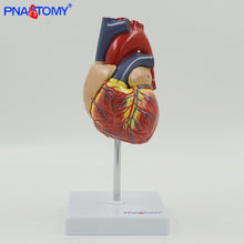 Load image into Gallery viewer, Life size human heart model anatomical organ teaching model medical science teaching resources heart vase anatomical
