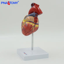 Load image into Gallery viewer, Life size human heart model anatomical organ teaching model medical science teaching resources heart vase anatomical
