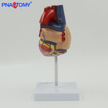 Load image into Gallery viewer, Life size human heart model anatomical organ teaching model medical science teaching resources heart vase anatomical
