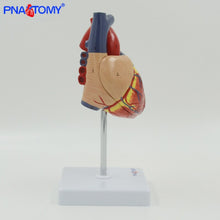 Load image into Gallery viewer, Life size human heart model anatomical organ teaching model medical science teaching resources heart vase anatomical
