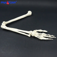 Load image into Gallery viewer, Life size upper limb bone model hand Scapula clavicle flexible skeleton model medical teaching tool adult arm bone anatomy study
