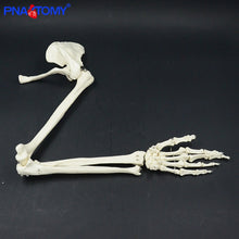 Load image into Gallery viewer, Life size upper limb bone model hand Scapula clavicle flexible skeleton model medical teaching tool adult arm bone anatomy study
