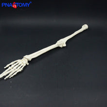 Load image into Gallery viewer, Life size upper limb bone model hand Scapula clavicle flexible skeleton model medical teaching tool adult arm bone anatomy study
