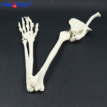 Load image into Gallery viewer, Life size upper limb bone model hand Scapula clavicle flexible skeleton model medical teaching tool adult arm bone anatomy study
