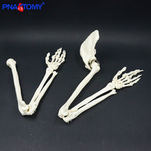 Load image into Gallery viewer, Life size upper limb bone model hand Scapula clavicle flexible skeleton model medical teaching tool adult arm bone anatomy study
