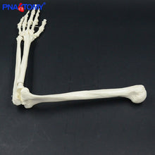 Load image into Gallery viewer, Life size upper limb bone model hand Scapula clavicle flexible skeleton model medical teaching tool adult arm bone anatomy study
