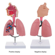 Load image into Gallery viewer, Lung Respiratory Anatomy Model Teaching System Human Display model School Lungs Anatomical Heart Educational Nasal Toy
