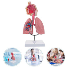 Load image into Gallery viewer, Lung Respiratory Anatomy Model Teaching System Human Display model School Lungs Anatomical Heart Educational Nasal Toy
