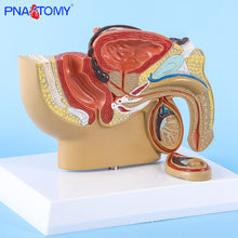 Load image into Gallery viewer, Male Pelvis Anatomy Model Testis Prostate Anatomical Model Urinary System Medical Teaching Model Educational Equipment Gift
